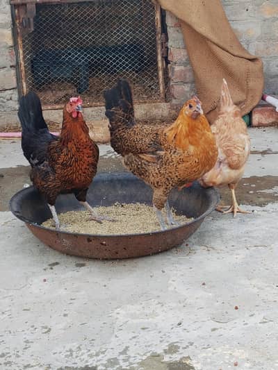 Golden Misri Hens For Sale