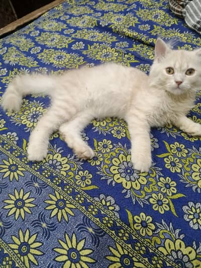 friendly male Persian cat for sale
