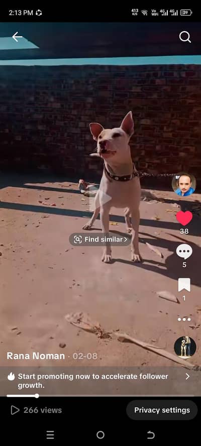 gultair mail full active security dog 