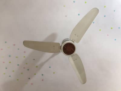 Royal fan