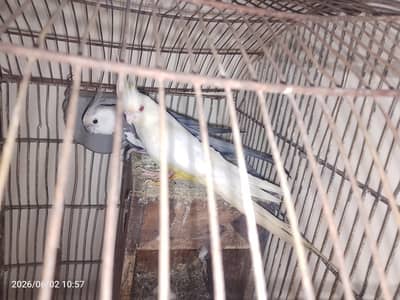 bearder pair cage with eggs  for sale 03054636833