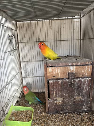 Lovebirds breedar pairs 03122336078
