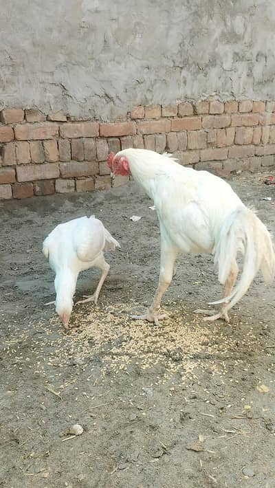 Aseel heera