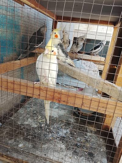 cocktail parrot pairs for sale