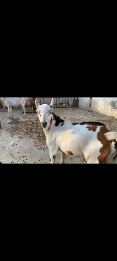 show class original Barbary breeder quality pathora white eyes