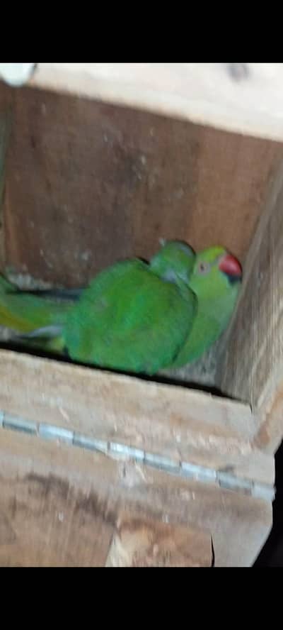 Ringneck split blue chick