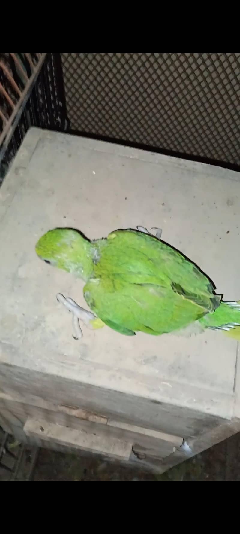 Ringneck split blue chick 1