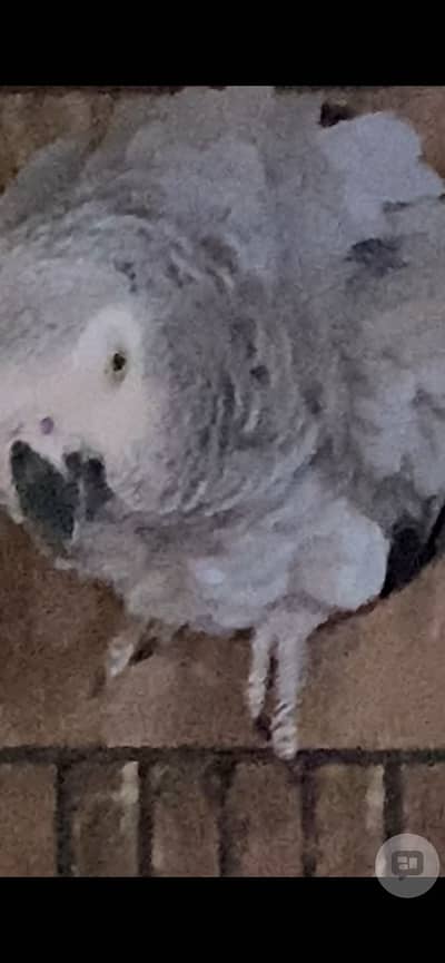 Gray perrot adult breder pair