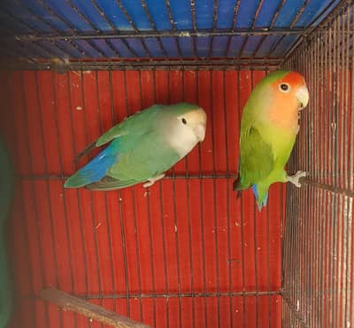 Beautiful BREEDER Pair
