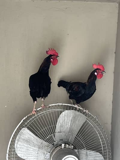 Dasi murga murgi