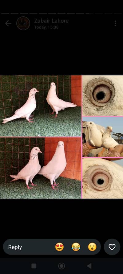 high flying pigeons and cages. . . . read full add . 03201447384