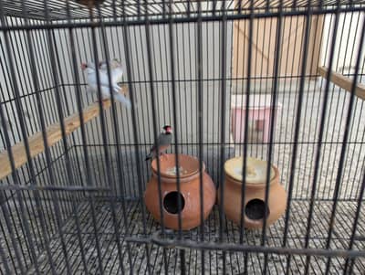 Finches for sale with cage