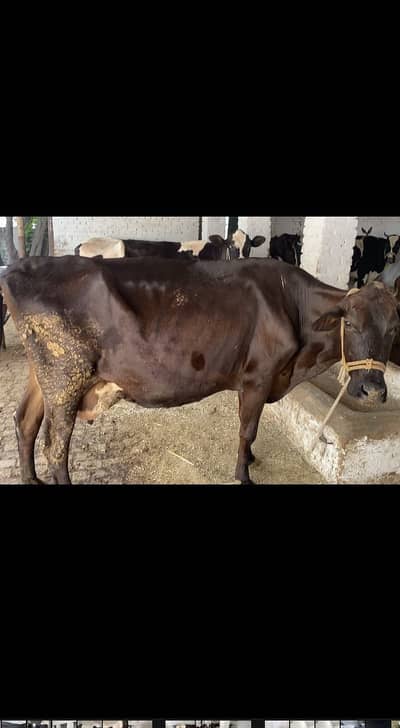 Jersey cross High Milk cow. 30 litre plus.