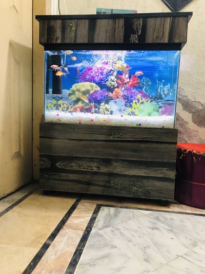 2.5fit fish aquarium with fishes comlet setup
