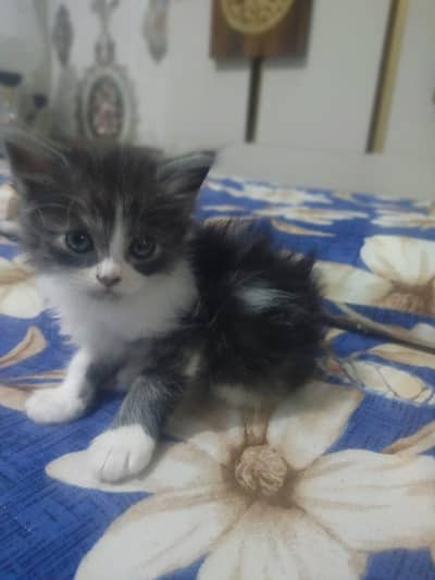 Black and White Kitten
