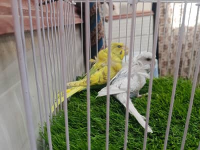 hogoromo  parrot