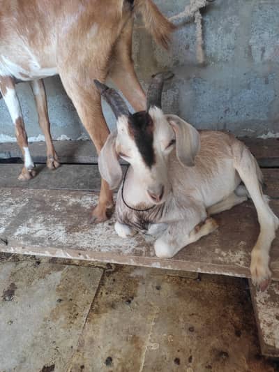 1 teddy bakra 1 bakri aur baccha