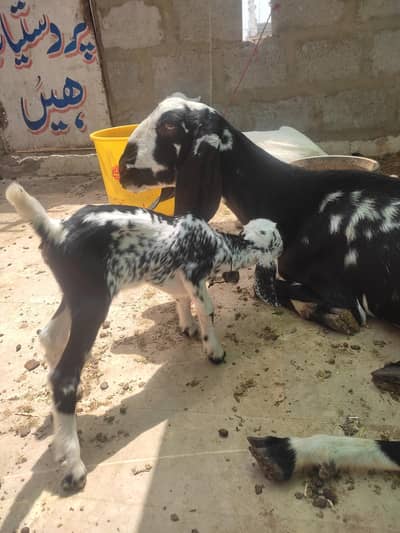 1 teddy bakra 1 bakri aur baccha