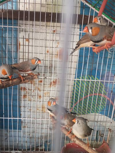 zebra finch