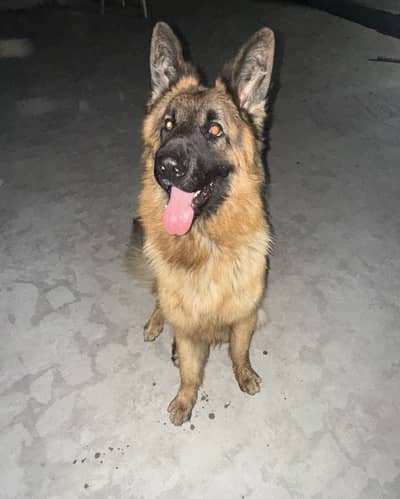 PEDIGREE GERMEN SHEPHERD FOR STUD