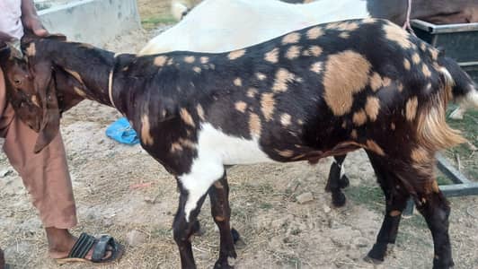 for sale
