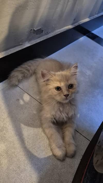 CatForAdoption