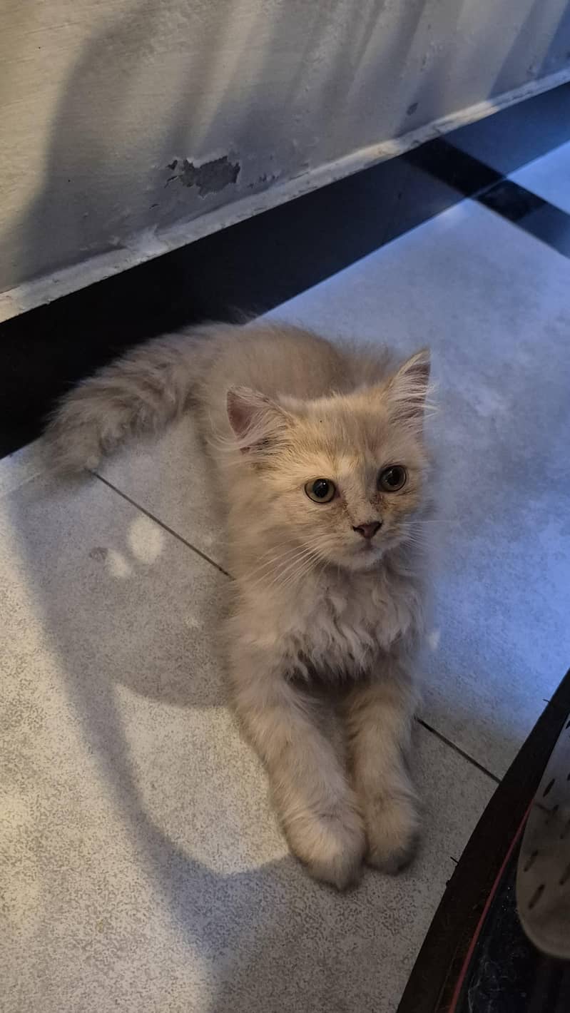 CatForAdoption 0