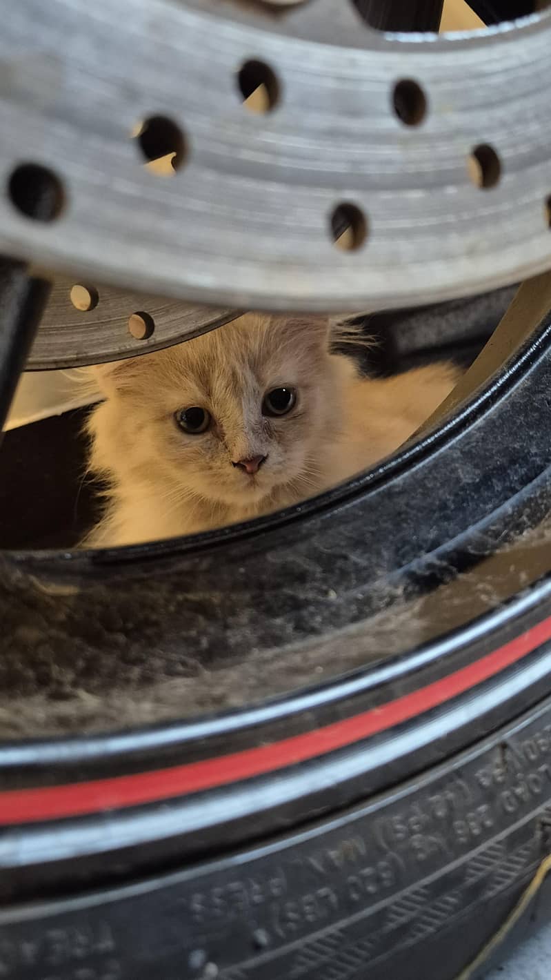 CatForAdoption 1