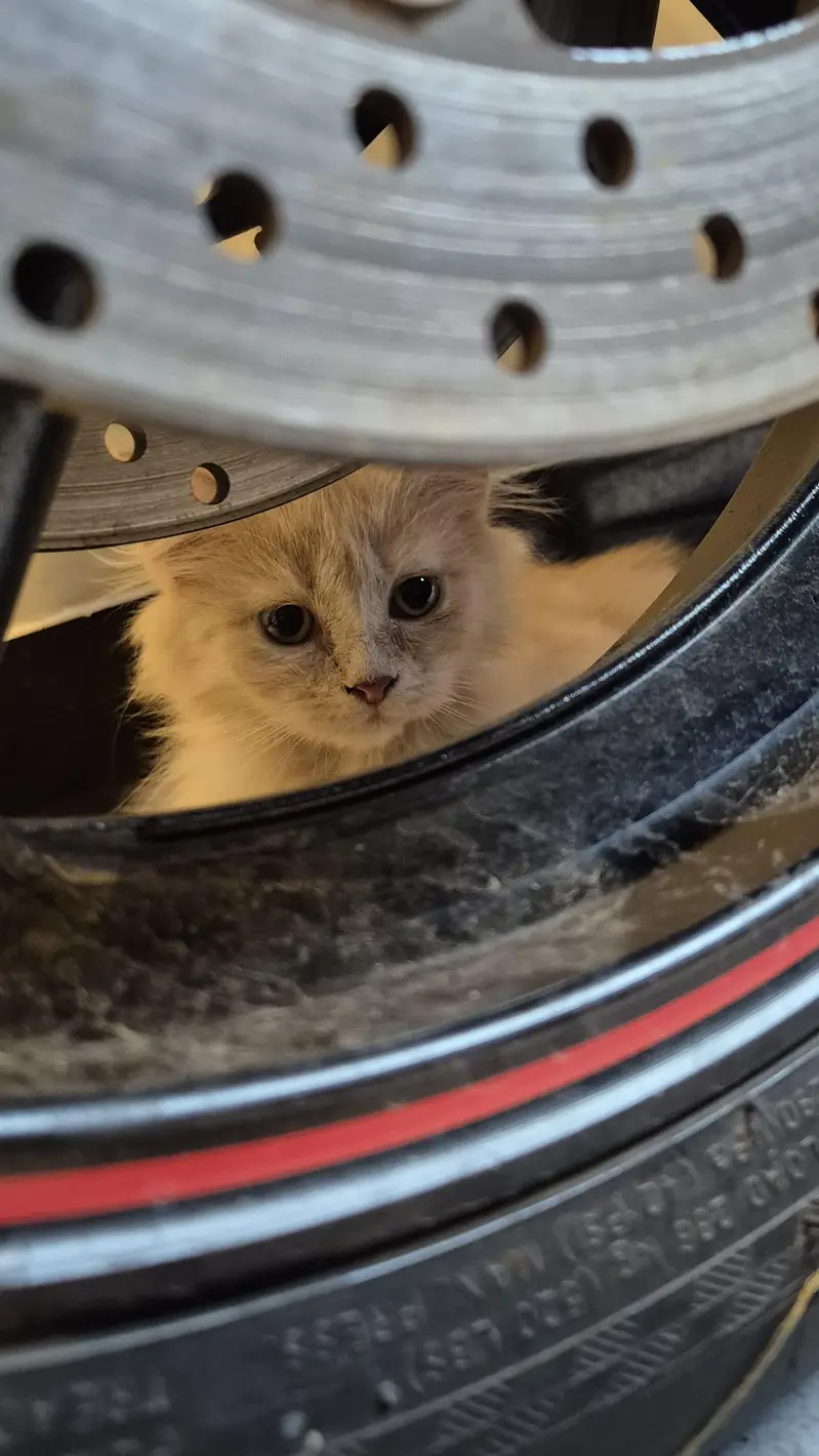 CatForAdoption — photo 2