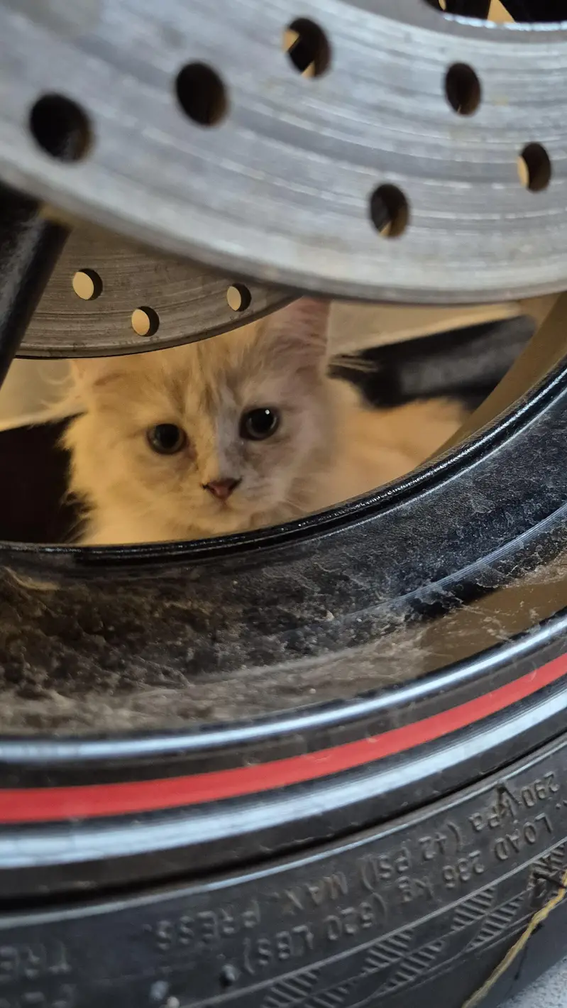 CatForAdoption — photo 3