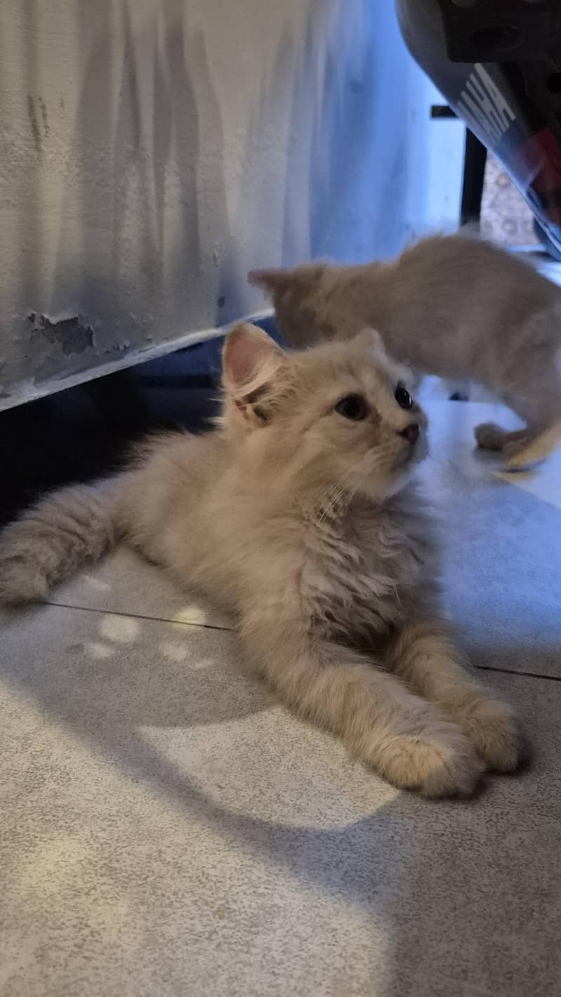 CatForAdoption 3