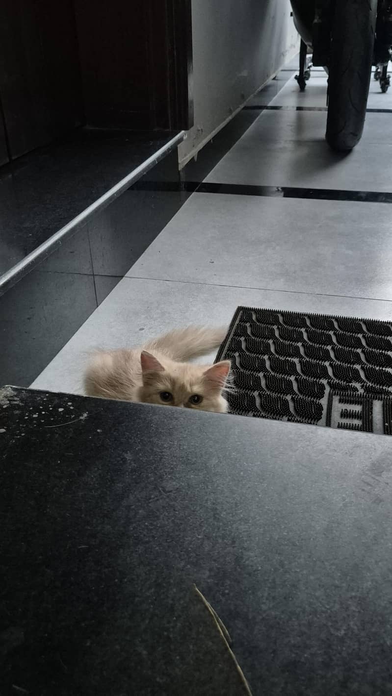 CatForAdoption 4