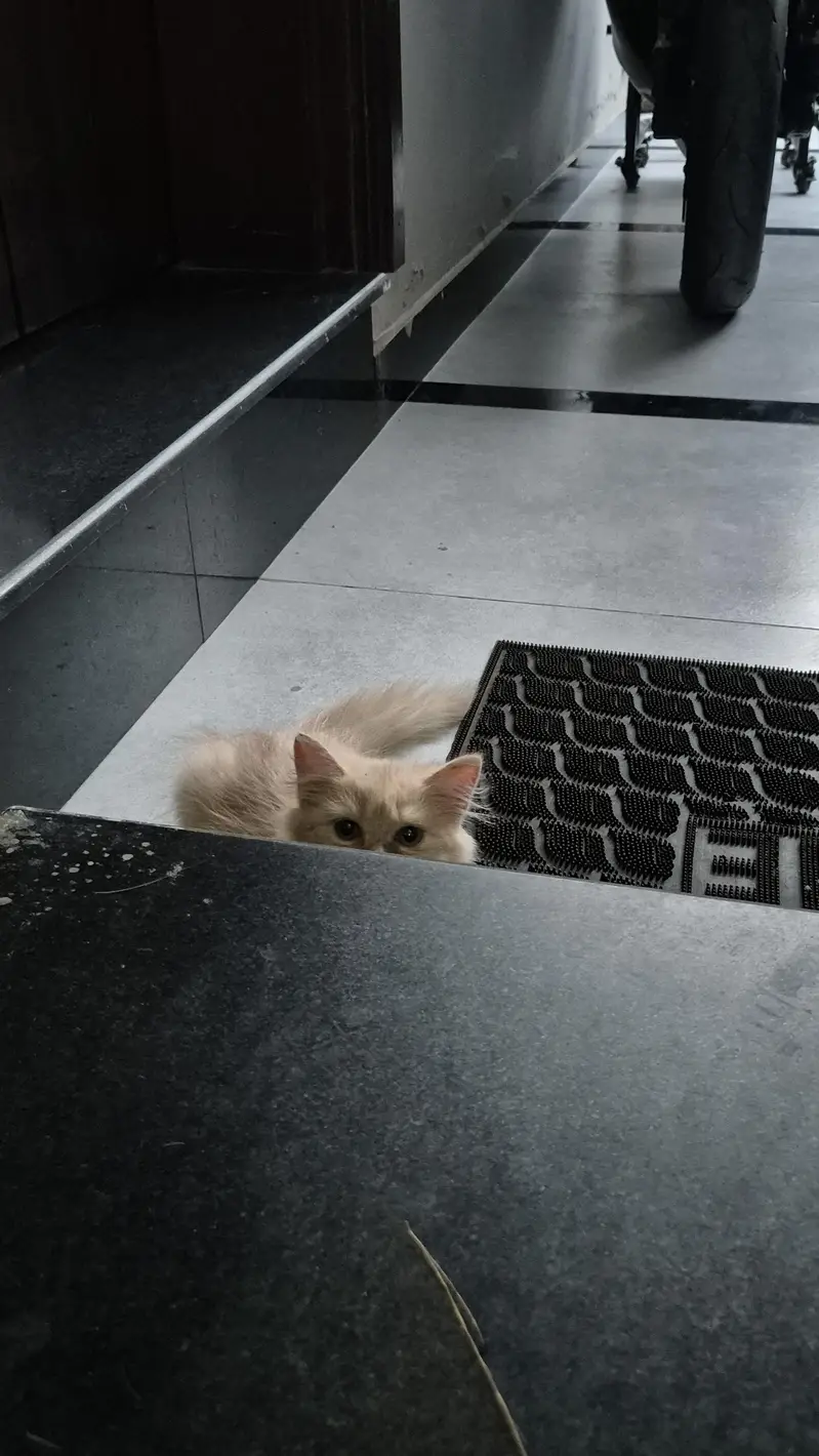 CatForAdoption — photo 5