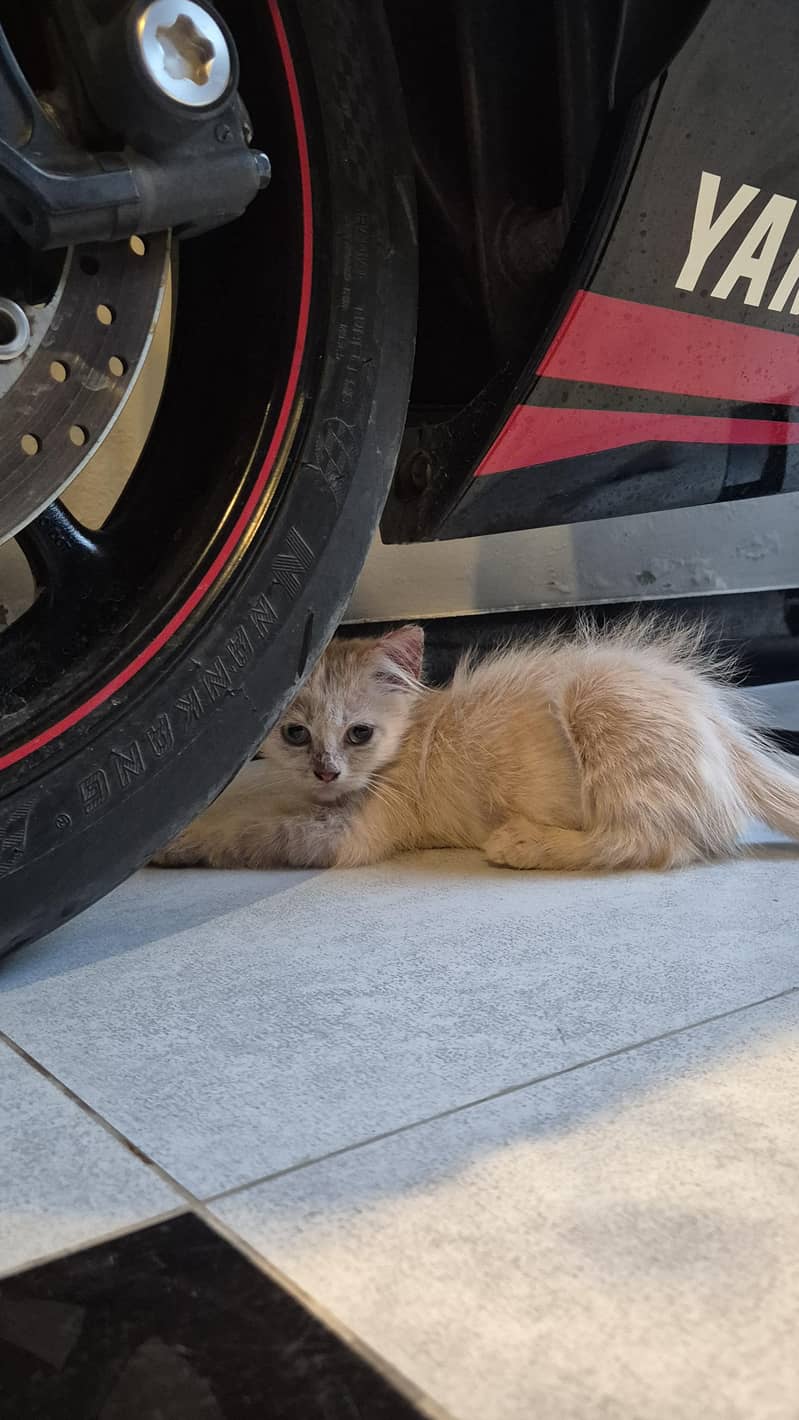 CatForAdoption 5
