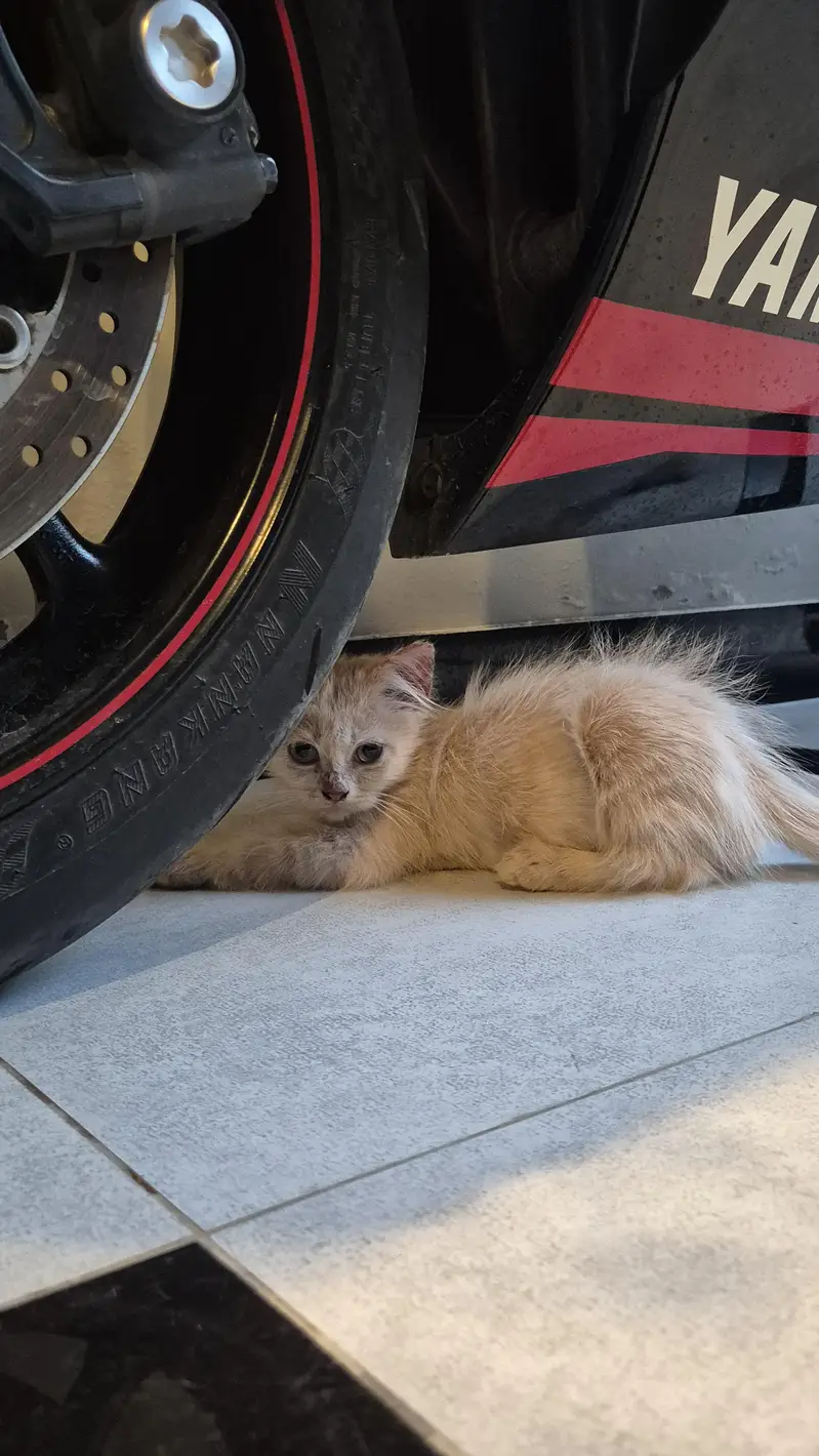 CatForAdoption — photo 6