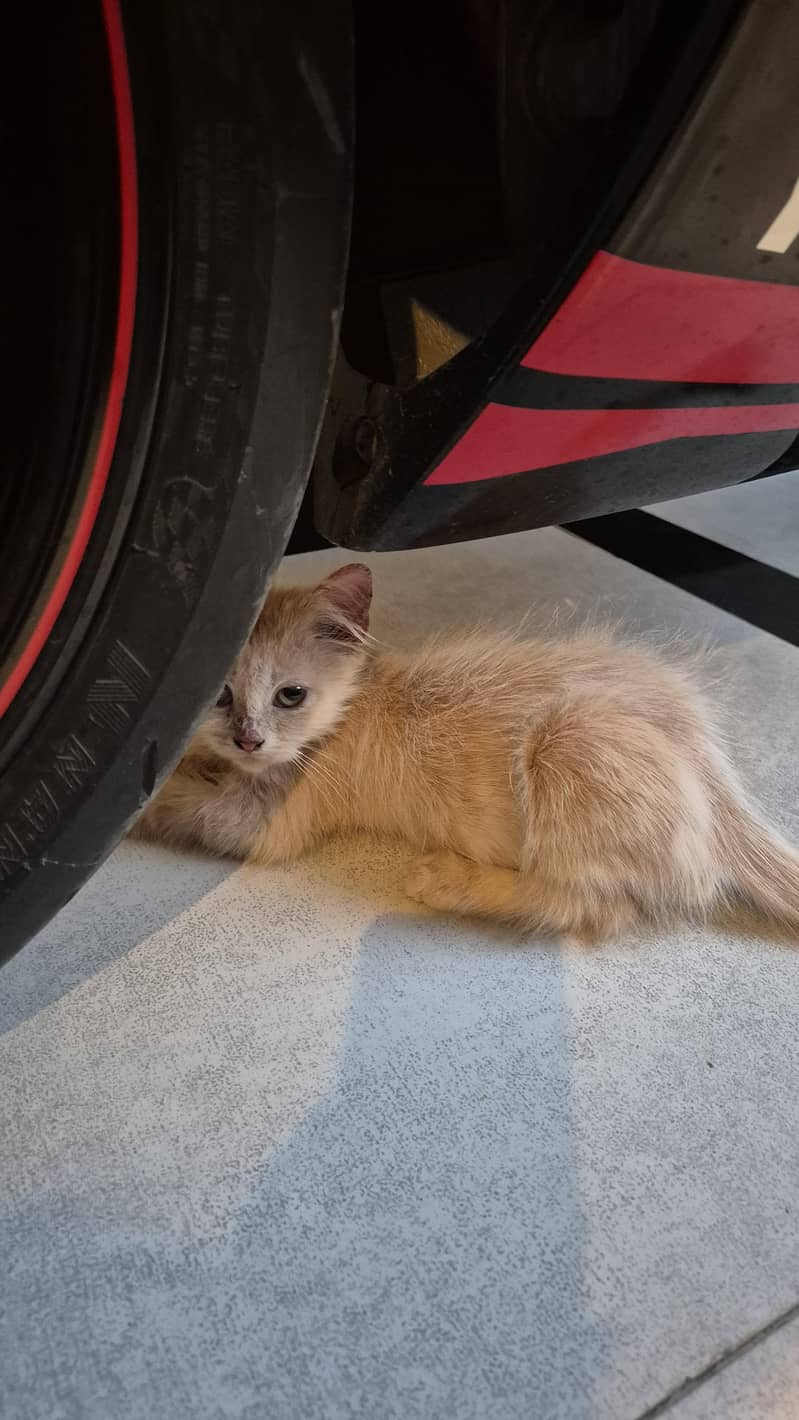 CatForAdoption 6