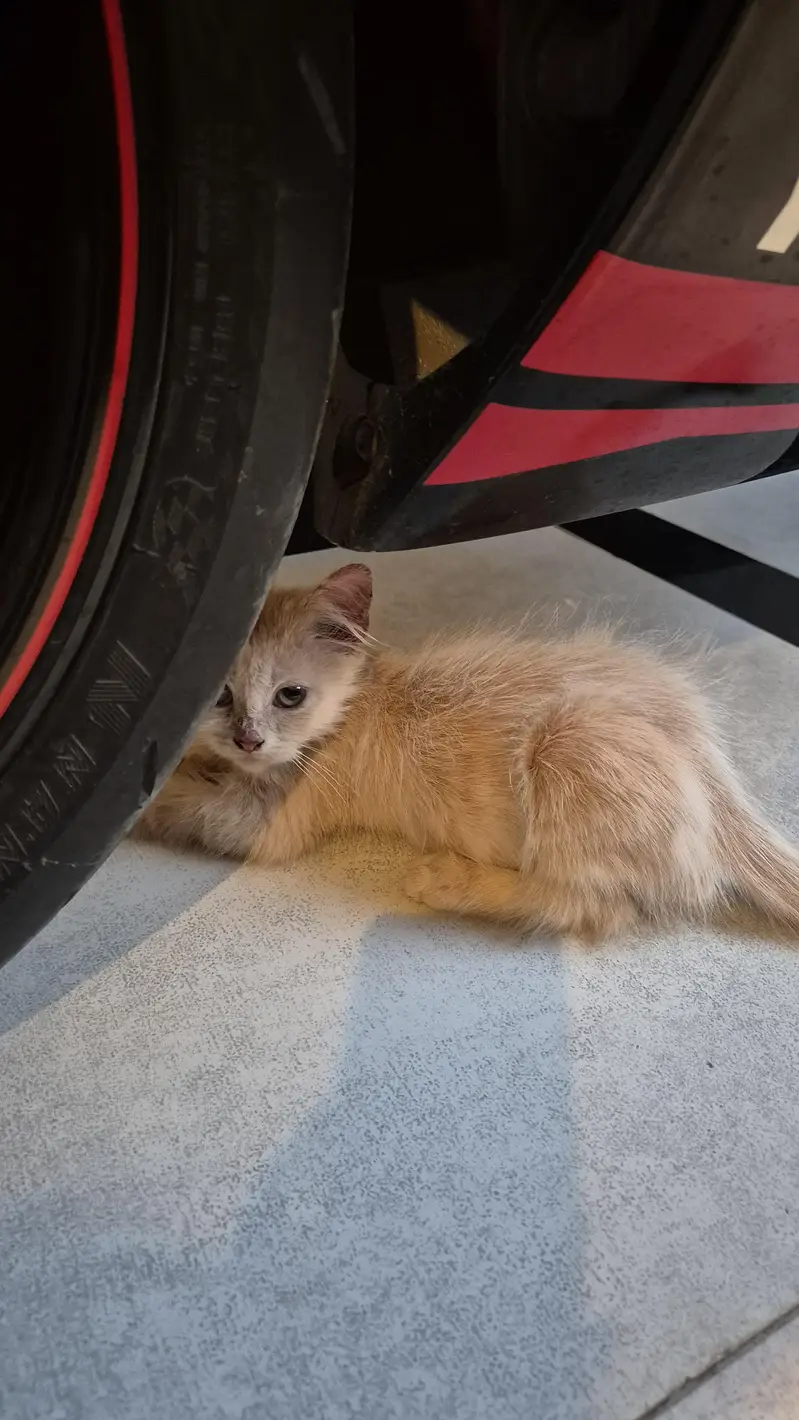 CatForAdoption — photo 7
