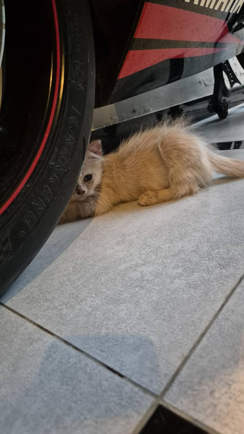 CatForAdoption 7