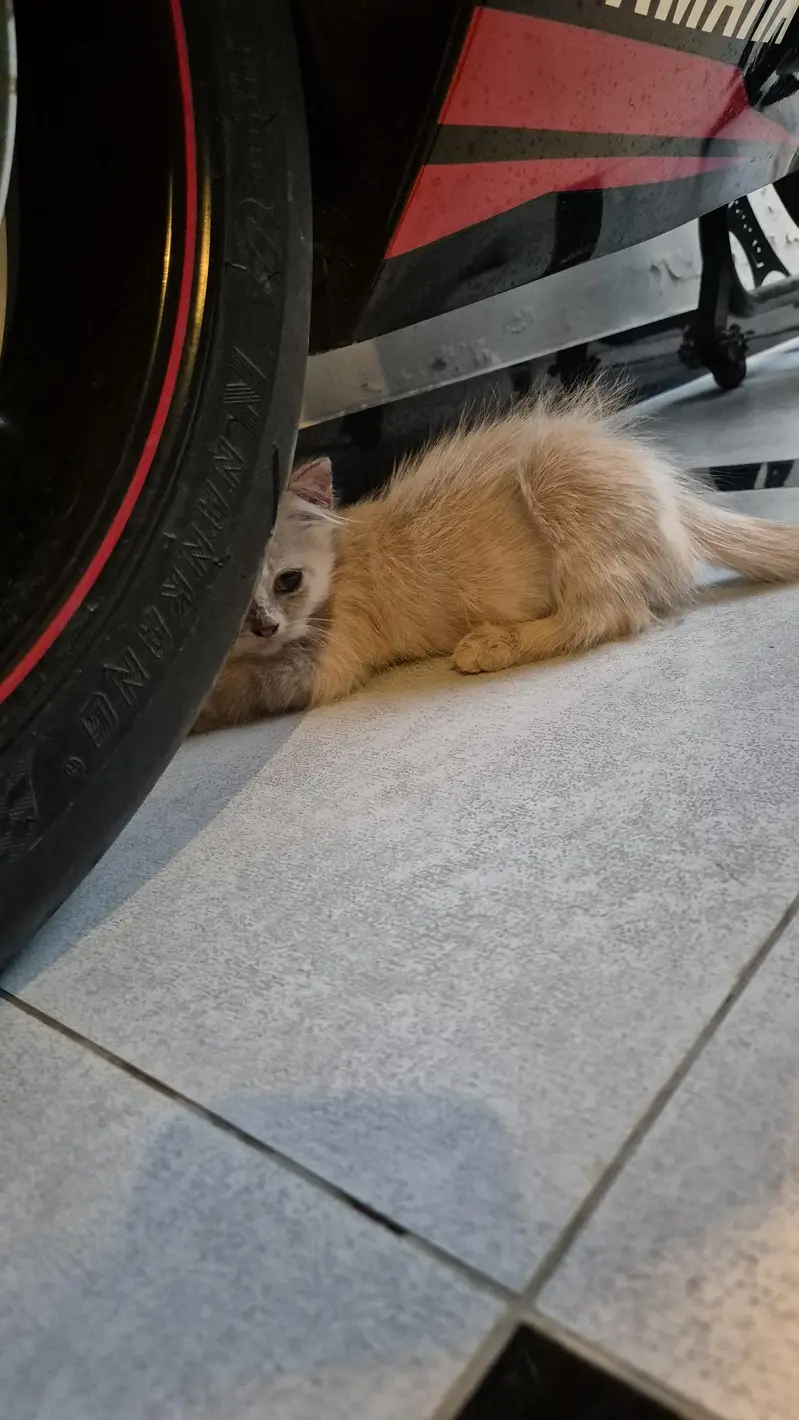 CatForAdoption — photo 8