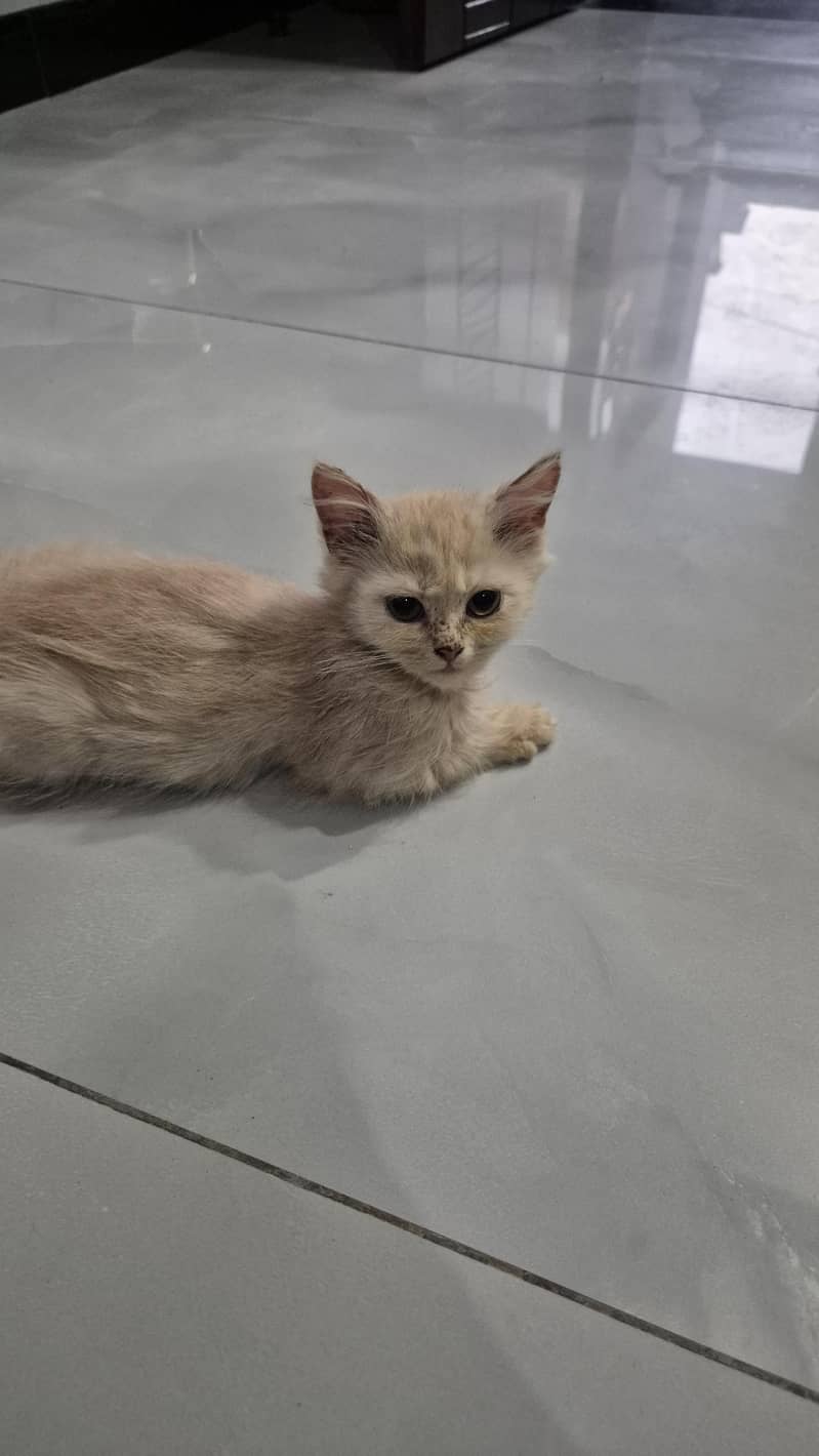 CatForAdoption 8