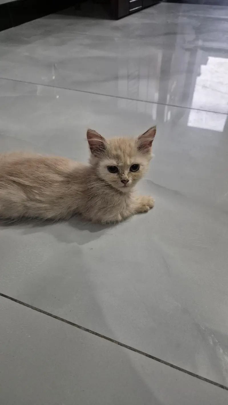 CatForAdoption — photo 9