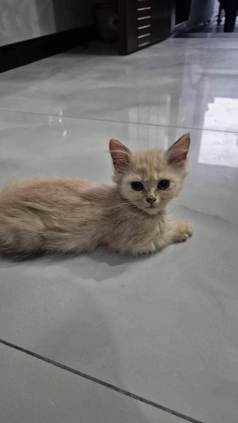 CatForAdoption 9