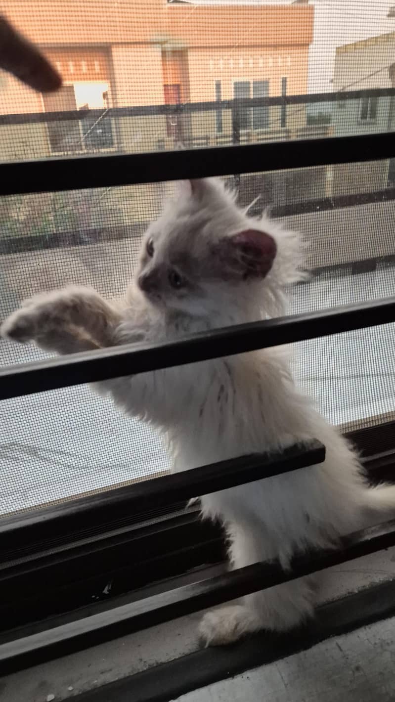 CatForAdoption 10