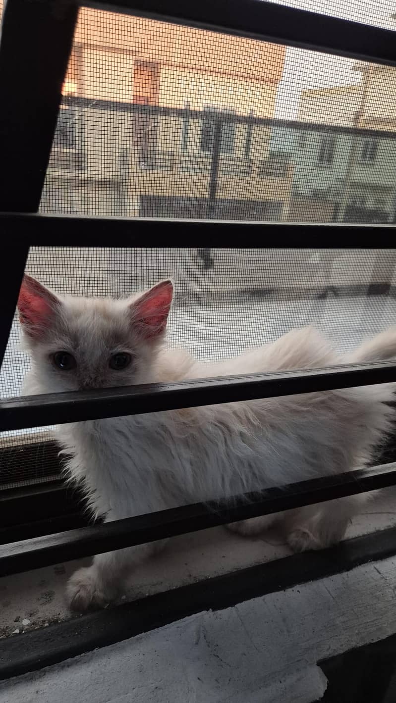 CatForAdoption 11