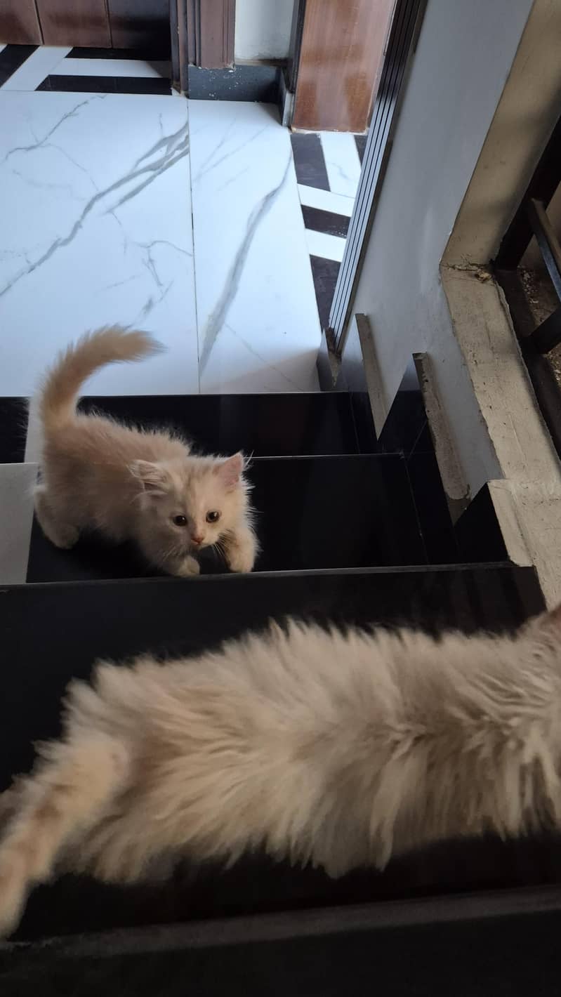 CatForAdoption 12