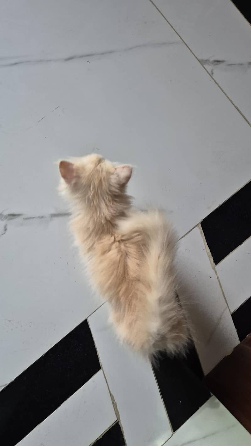 CatForAdoption 13