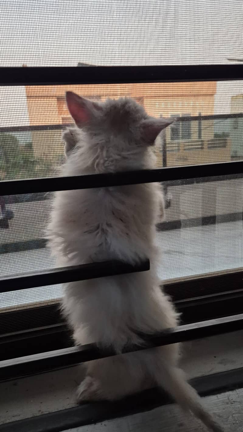 CatForAdoption 14