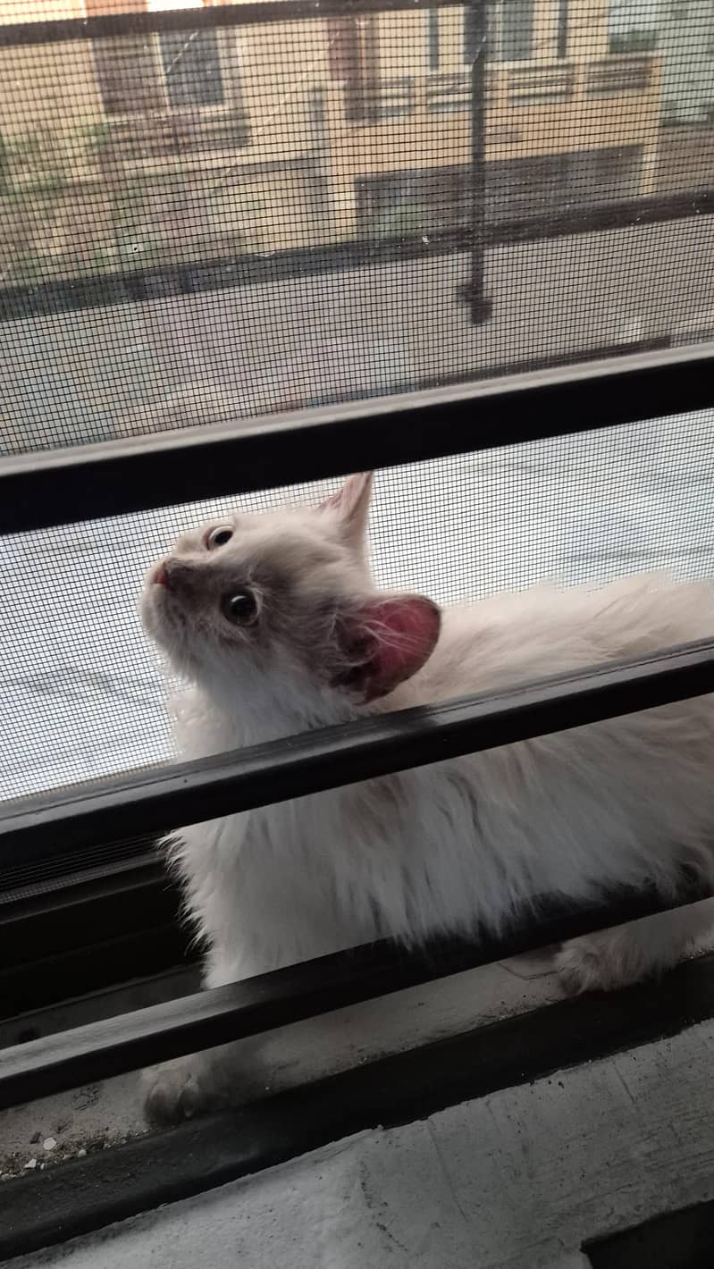 CatForAdoption 15