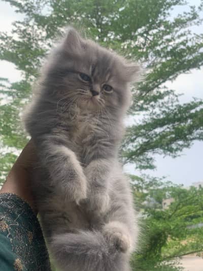 pure Persian kitten male grey triple  coat