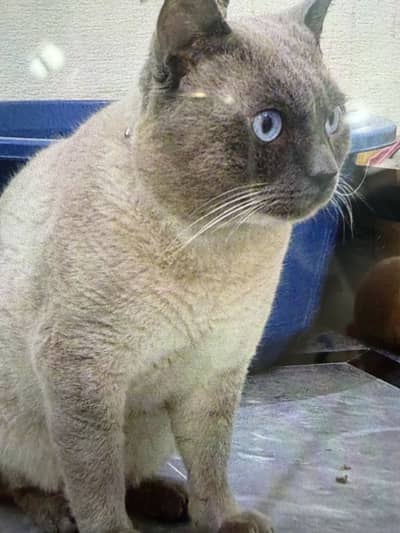 Stunning Blue-Eyed Siamese Male Cat (3.5 Years Old)